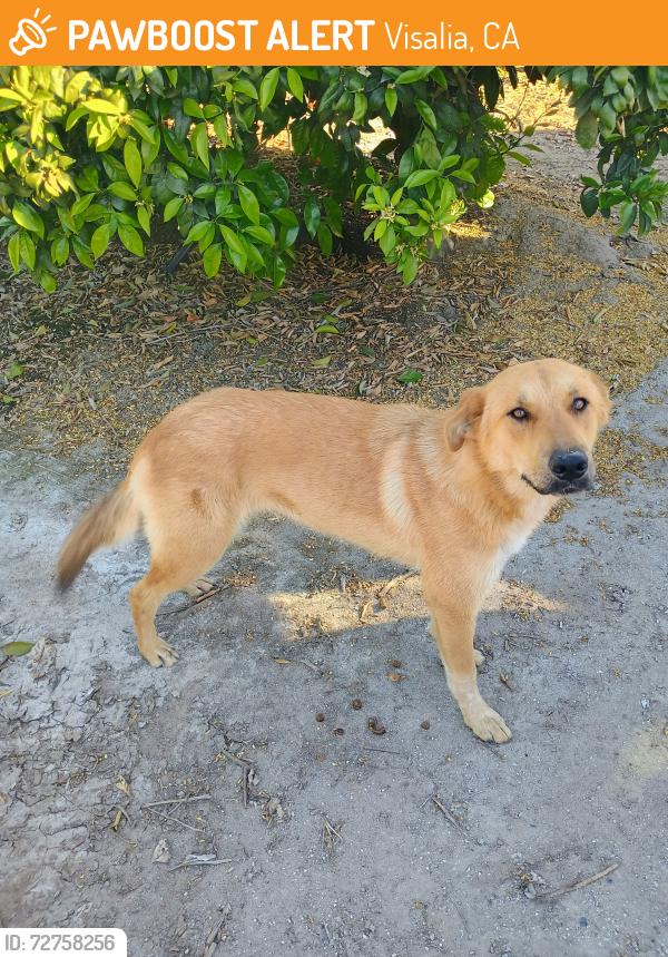 Found/Stray Unknown Dog last seen Road 160 and Avenue 360, Visalia, CA 93292