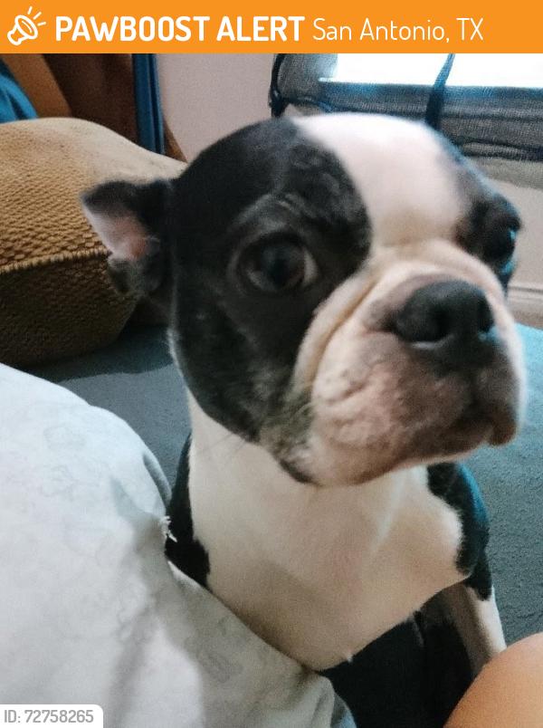 Found/Stray Female Dog last seen Springtime and Spring shadow st, San Antonio, TX 78249