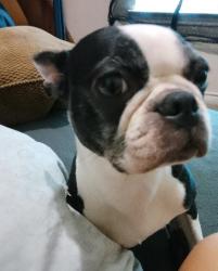 Found/Stray Female Dog last seen Springtime and Spring shadow st, San Antonio, TX 78249