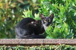 Found/Stray Female Cat last seen East Spring Street & McNab Avenue, Long Beach, CA 90808