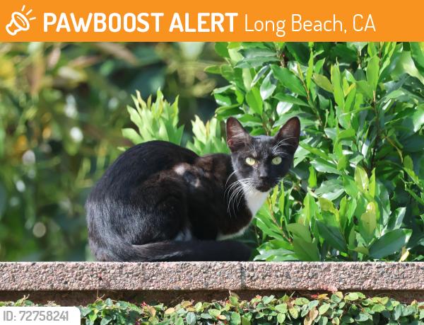 Found/Stray Female Cat last seen East Spring Street & McNab Avenue, Long Beach, CA 90808