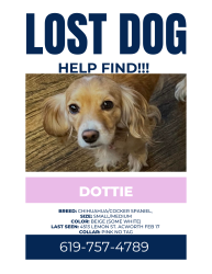 Lost Female Dog last seen Center st & lemon street , Acworth, GA 30101