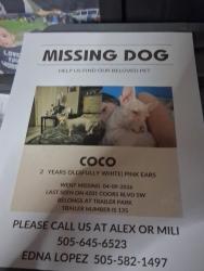 Lost Female Dog last seen Near coors Blvd sw , Albuquerque, NM 87121