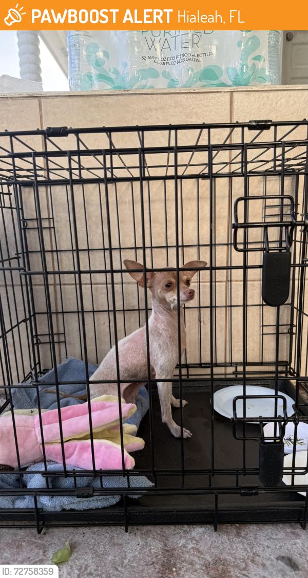 Found/Stray Female Dog last seen Near Flamingo Elementary , Hialeah, FL 33013