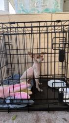 Found/Stray Female Dog last seen Near Flamingo Elementary , Hialeah, FL 33013