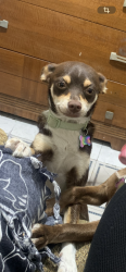 Lost Female Dog last seen Near jacks gas in cutler, Cutler, CA 93615