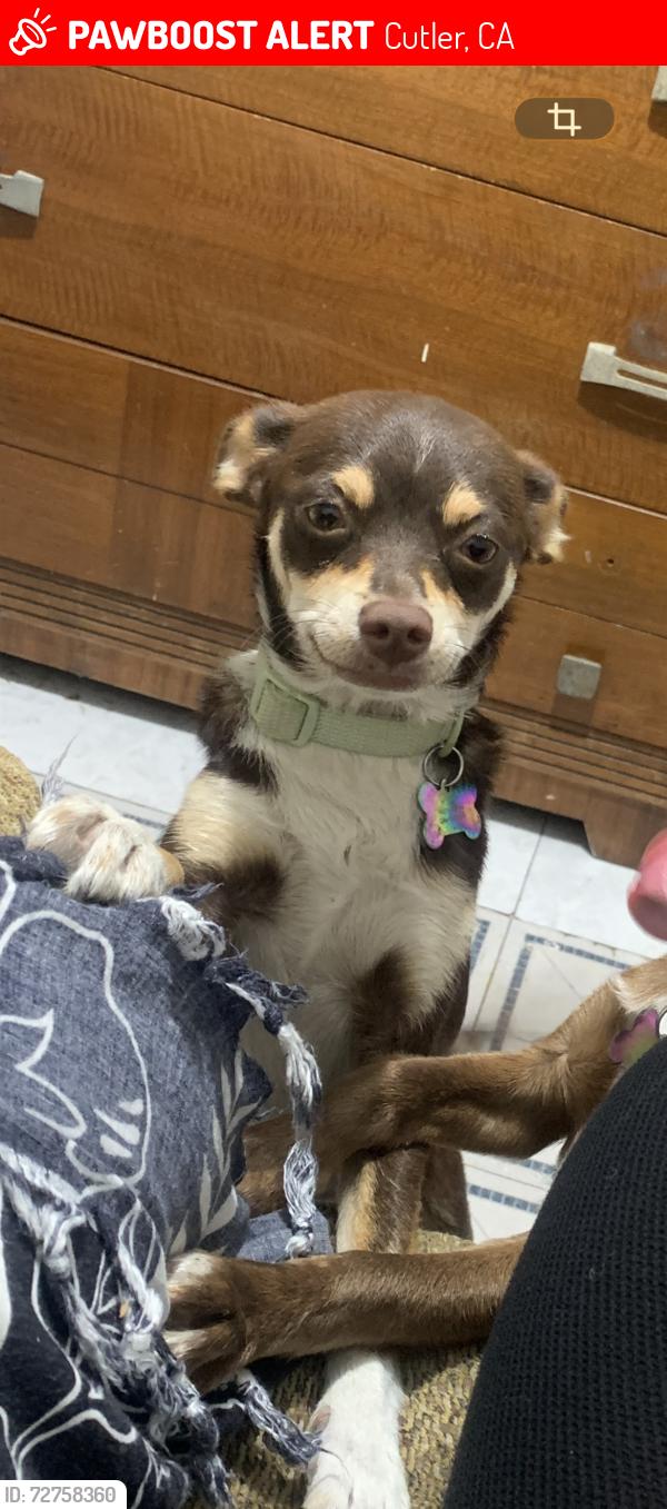 Lost Female Dog last seen Near jacks gas in cutler, Cutler, CA 93615