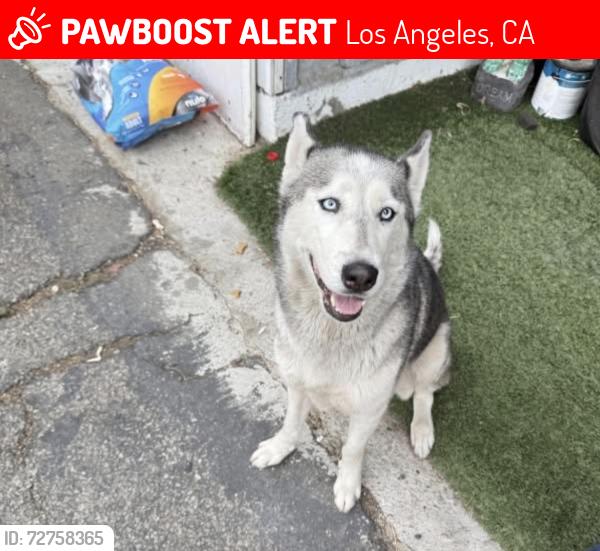 Lost Female Dog last seen St charles, Los Angeles, CA 90019