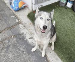 Lost Female Dog last seen St charles, Los Angeles, CA 90019