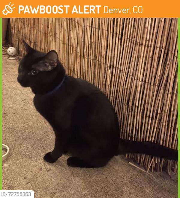 Found/Stray Unknown Cat last seen Hampden & Girard, Denver, CO 80231
