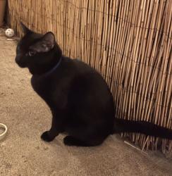 Found/Stray Unknown Cat last seen Hampden & Girard, Denver, CO 80231