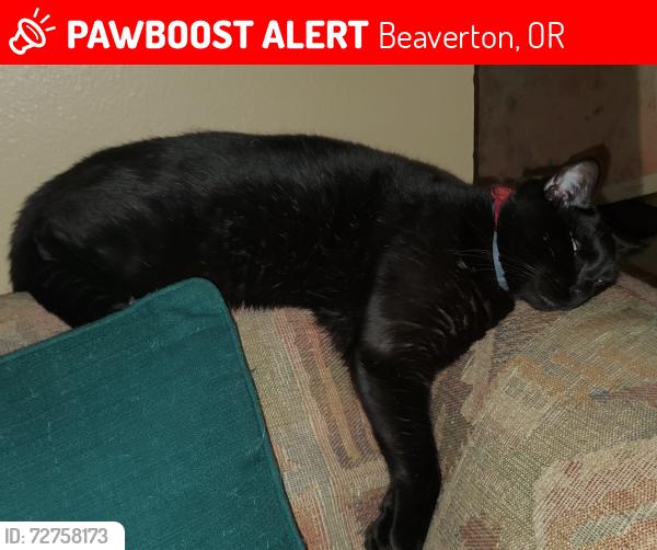 Lost Male Cat last seen Near SW Conestoga Drive Beaverton OR 97008, Beaverton, OR 97008