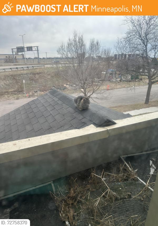 Found/Stray Unknown Cat last seen Anishinabe shelter, Minneapolis, MN 55404