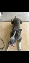 Found/Stray Male Dog last seen Near S Evergreen Rd, Tempe, AZ 85282, Tempe, AZ 85282