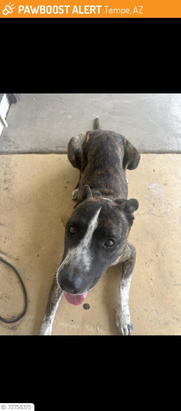 Found/Stray Male Dog last seen Near S Evergreen Rd, Tempe, AZ 85282, Tempe, AZ 85282