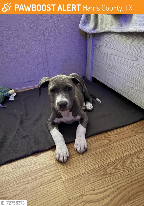 Found/Stray Female Dog last seen Near Baltzell dr spring Tx 77389, Harris County, TX 77389