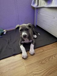 Found/Stray Female Dog last seen Near Baltzell dr spring Tx 77389, Harris County, TX 77389