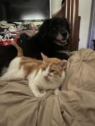 Lost Male Cat last seen Watsonville Rd and Uvas, Morgan Hill, CA 95037