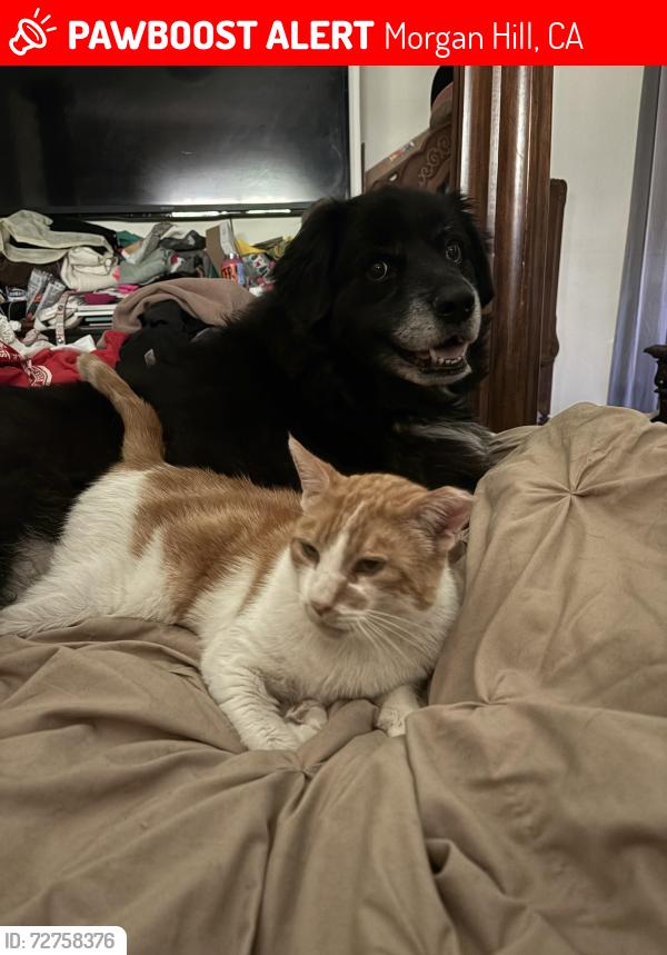 Lost Male Cat last seen Watsonville Rd and Uvas, Morgan Hill, CA 95037