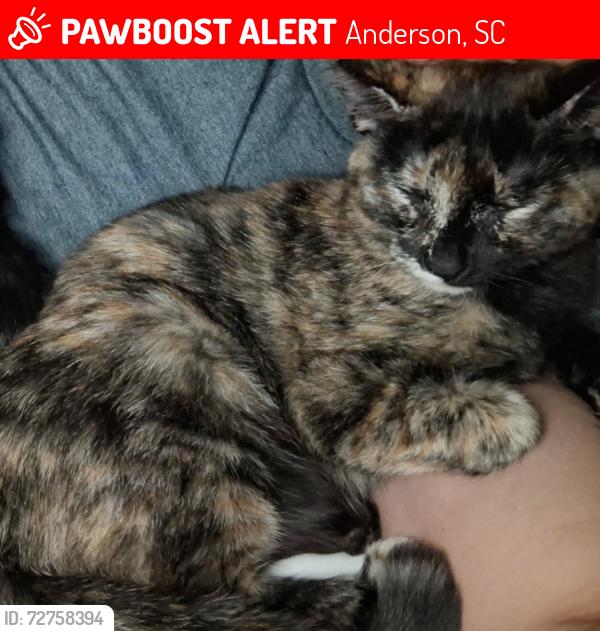 Lost Female Cat last seen Hey 29/rogers rd, Anderson, SC 29621