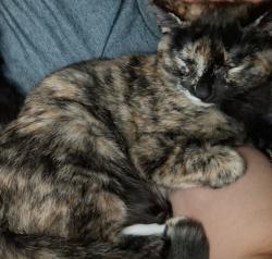 Lost Female Cat last seen Hey 29/rogers rd, Anderson, SC 29621