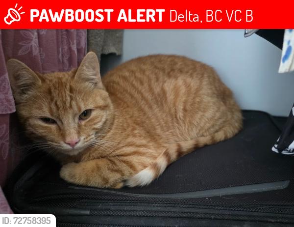 Lost Male Cat last seen Scott and Nordel, Delta, BC V4C 3B3