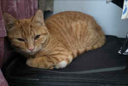 Lost Male Cat last seen Scott and Nordel, Delta, BC V4C 3B3