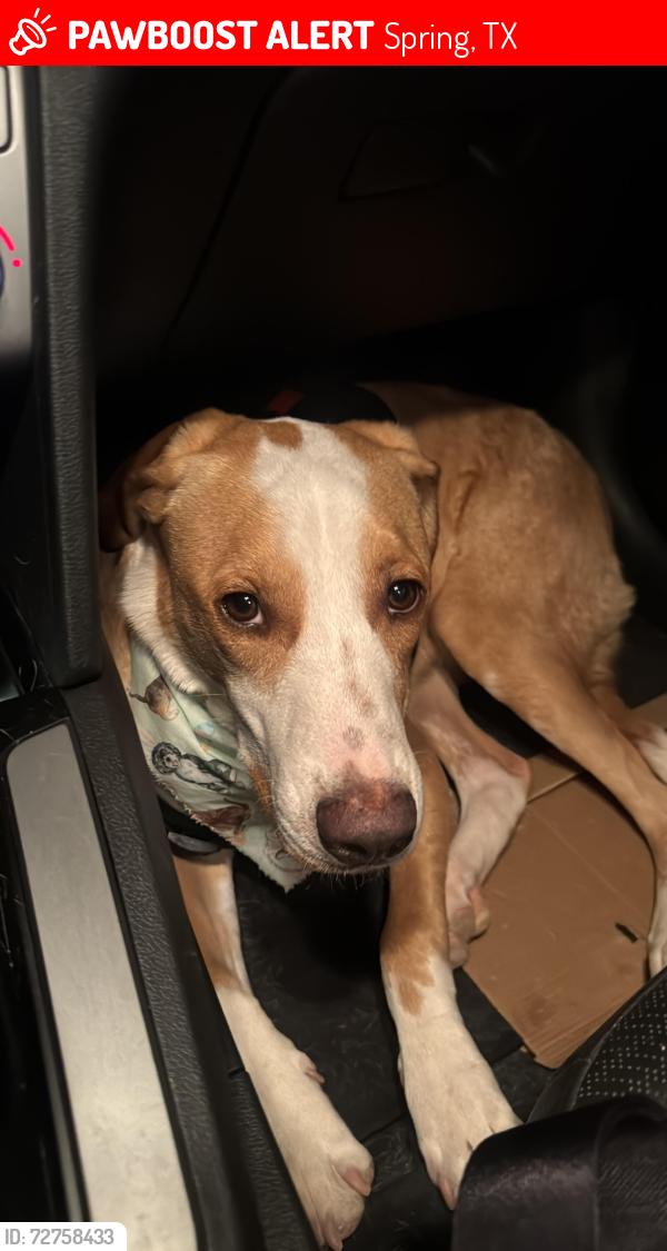 Lost Male Dog last seen Near Spring Cypress Rd, Spring, TX 77388, Spring, TX 77388