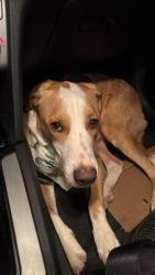 Lost Male Dog last seen Near Spring Cypress Rd, Spring, TX 77388, Spring, TX 77388