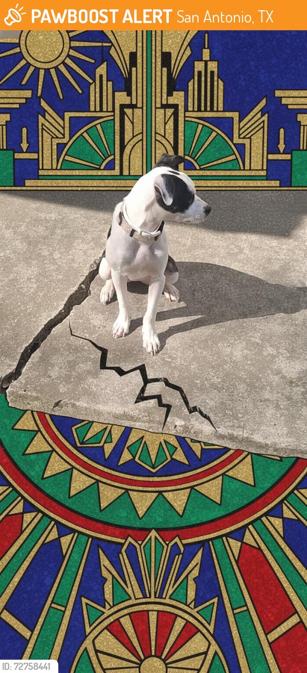 Found/Stray Female Dog last seen Independence and valley forge, San Antonio, TX 78233