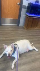 Found/Stray Female Dog last seen Arden rd & bell , Amarillo, TX 79109