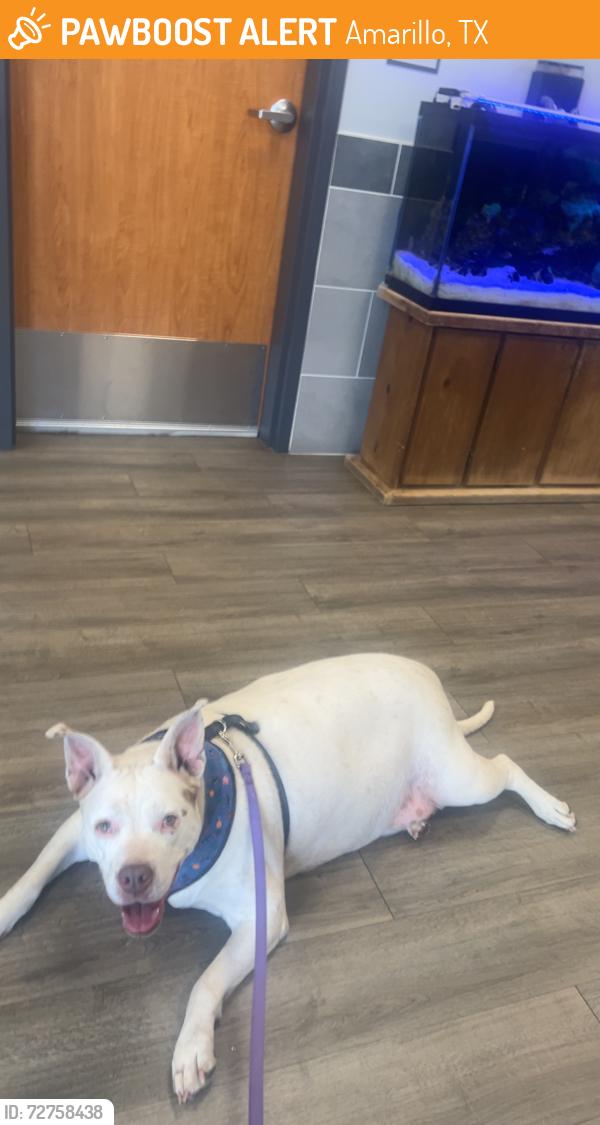 Found/Stray Female Dog last seen Arden rd & bell , Amarillo, TX 79109