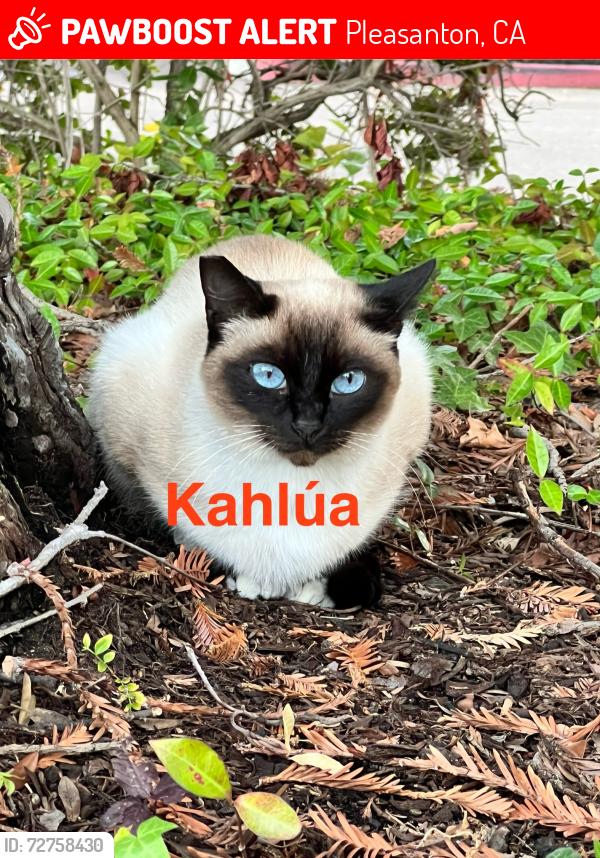 Lost Female Cat last seen Nuvision Credit Union, Pleasanton, CA 94588