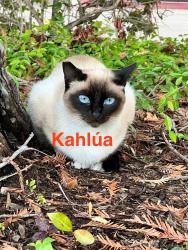 Lost Female Cat last seen Nuvision Credit Union, Pleasanton, CA 94588