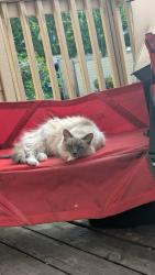 Lost Female Cat last seen SW 14th Dr and SW Pleasant View  Dr, Gresham, OR 97080