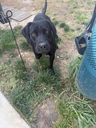 Found/Stray Male Dog last seen Gray wilson rd colfax, Greensboro, NC 27235