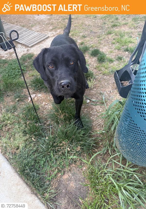 Found/Stray Male Dog last seen Gray wilson rd colfax, Greensboro, NC 27235
