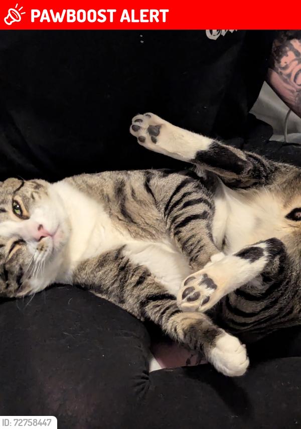 Lost Male Cat last seen Dutch Bros , Colorado Springs, CO 80909