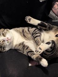 Lost Male Cat last seen Dutch Bros , Colorado Springs, CO 80909