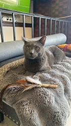 Lost Male Cat last seen 2655s 6th st 19148, Philadelphia, PA 19148
