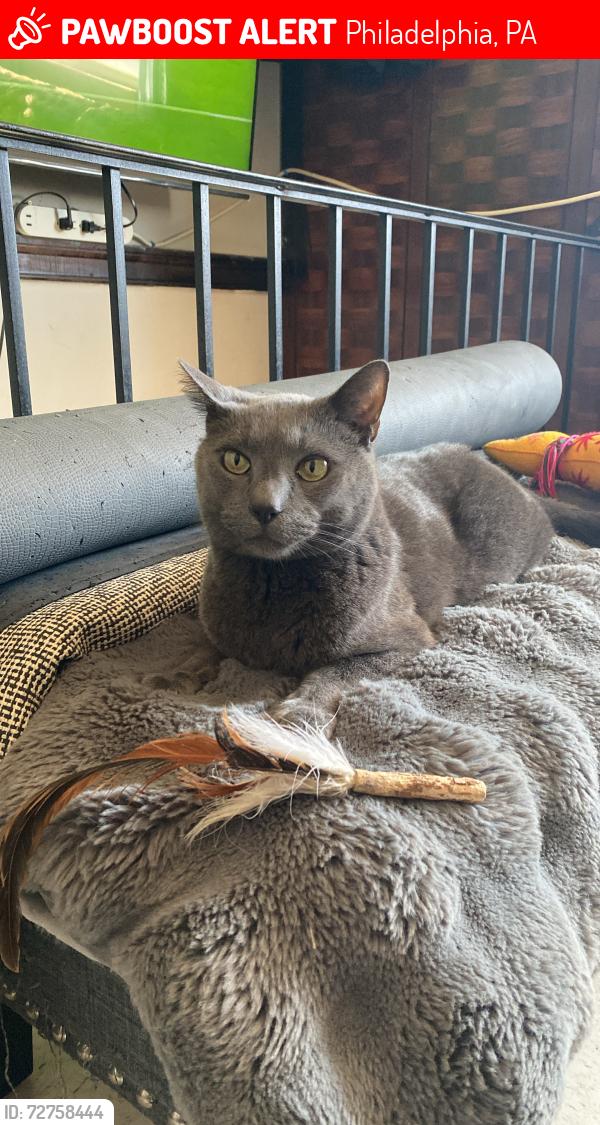 Lost Male Cat last seen 2655s 6th st 19148, Philadelphia, PA 19148