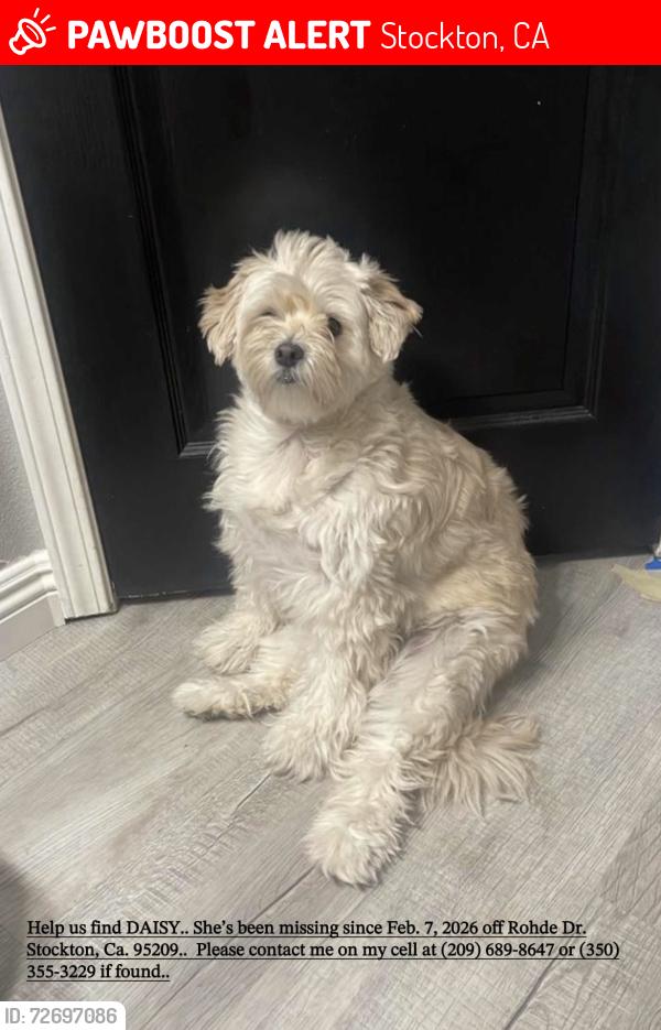Lost Female Dog last seen Rohde dr/ Davis, Stockton, CA 95209