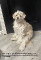 Lost Female Dog last seen Rohde dr/ Davis, Stockton, CA 95209