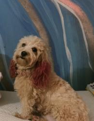 Lost Female Dog last seen 132st between park and Madison Ave , New York, NY 10037