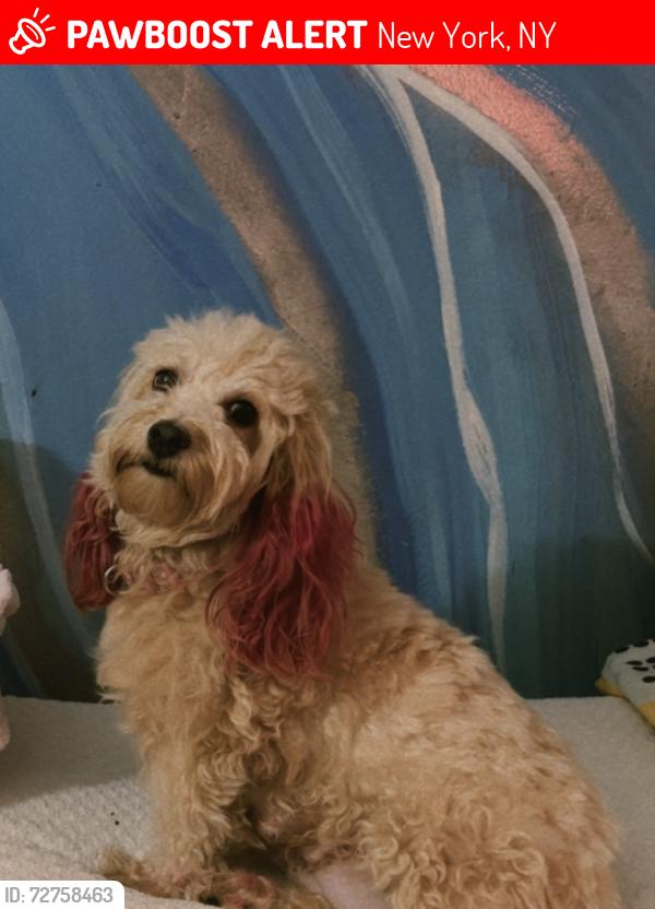 Lost Female Dog last seen 132st between park and Madison Ave , New York, NY 10037