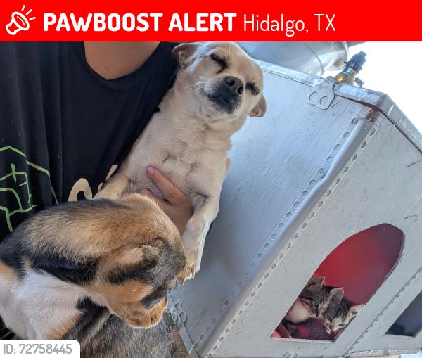 Lost Male Dog last seen Floral ave Hidalgo TX, Hidalgo, TX 78557