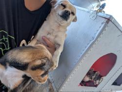 Lost Male Dog last seen Floral ave Hidalgo TX, Hidalgo, TX 78557