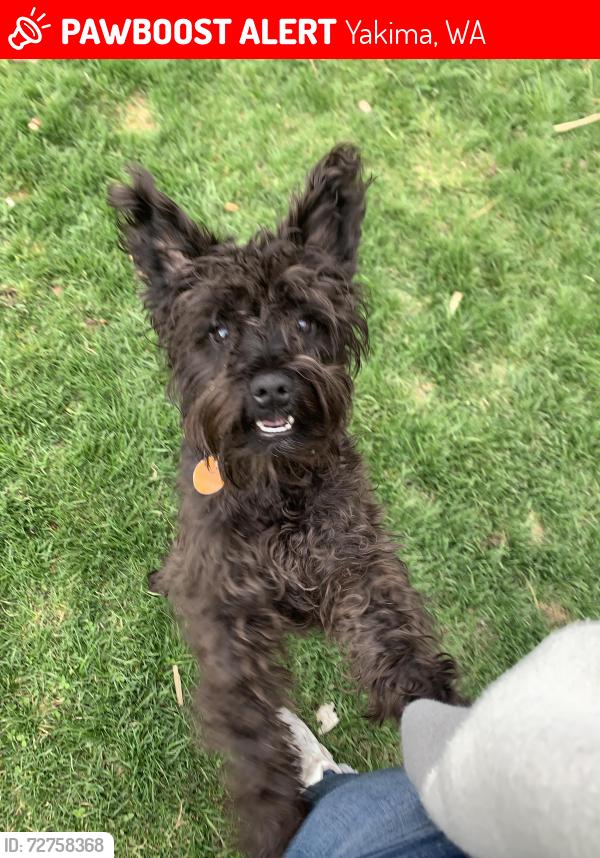 Lost Male Dog last seen Cowiche Canyon trail, Yakima Wa, Yakima, WA 98908