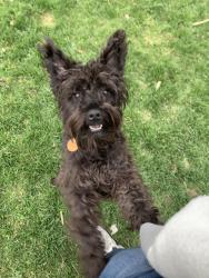 Lost Male Dog last seen Cowiche Canyon trail, Yakima Wa, Yakima, WA 98908