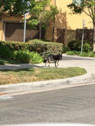 Found/Stray Unknown Dog last seen  Columbus Square Neighborhood off Madison Street , Tustin, CA 92606